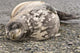 Weddell Seal poster print from King George Island by Michael DeFreitas