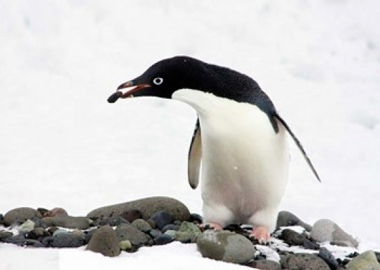 Adelie Penguin art print showcasing the playful spirit of these charming birds.