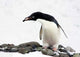 Adelie Penguin art print showcasing the playful spirit of these charming birds.