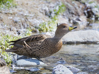 Yellow-billed Pintail fine art print by Martin Zwick, showcasing the endemic Anas georgica georgica from South Georgia.