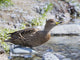 Yellow-billed Pintail fine art print by Martin Zwick, showcasing the endemic Anas georgica georgica from South Georgia.