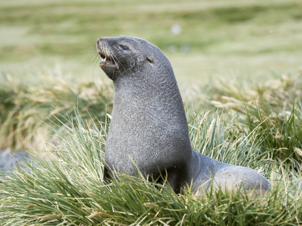 Antarctic Fur Seal poster print showcasing a bull seal in tussock grass habitat.
