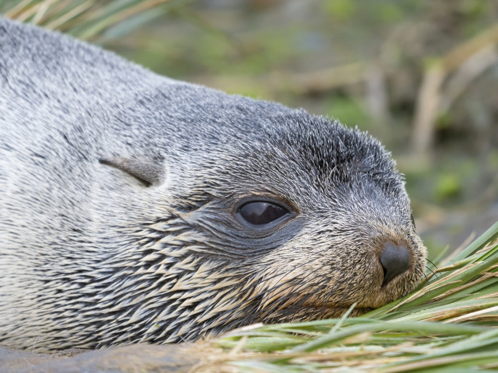Antarctic Fur Seal in Tussock Grass Poster Print by Martin Zwick