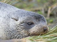 Antarctic Fur Seal in Tussock Grass Poster Print by Martin Zwick