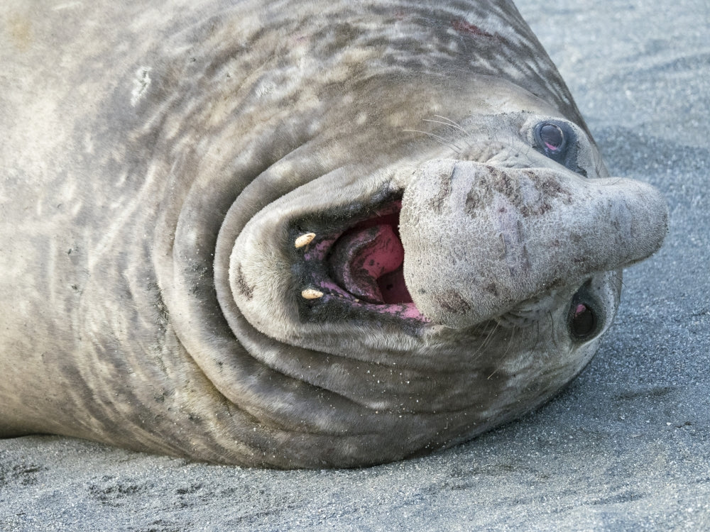 Southern elephant seal bull showing threat behavior on beach poster print