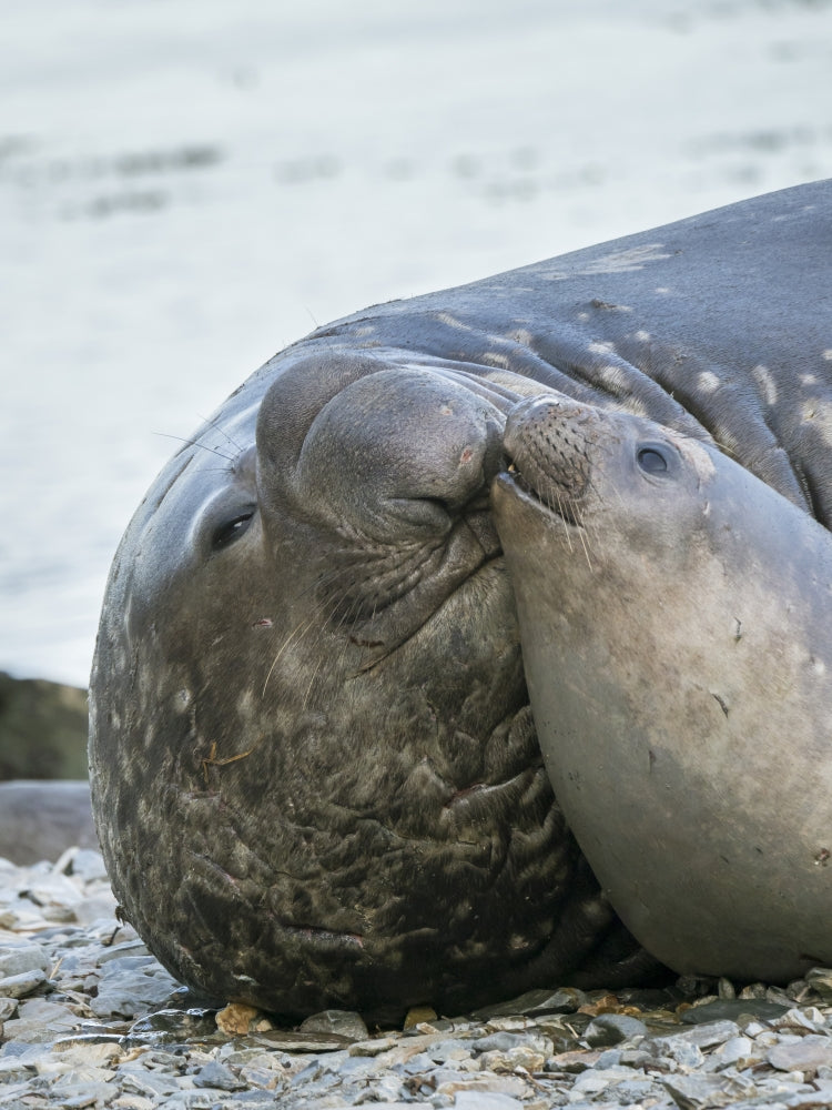 Southern elephant seal bull and female resting on the beach poster print.
