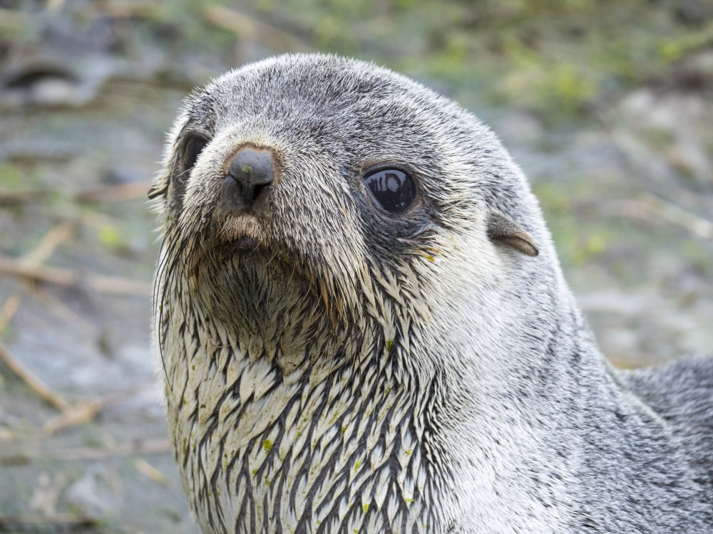 Antarctic Fur Seal Poster Print from South Georgia Island by Martin Zwick.