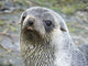 Antarctic Fur Seal Poster Print from South Georgia Island by Martin Zwick.