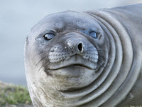 Southern elephant seal weaned pup on beach poster print by Martin Zwick.