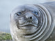 Southern elephant seal weaned pup on beach poster print by Martin Zwick.