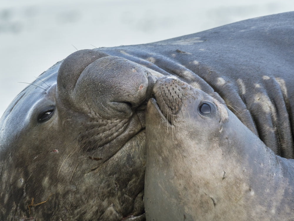 Southern elephant seal bull and female on beach poster print by Martin Zwick.