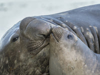 Southern elephant seal bull and female on beach poster print by Martin Zwick.