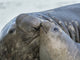 Southern elephant seal bull and female on beach poster print by Martin Zwick.