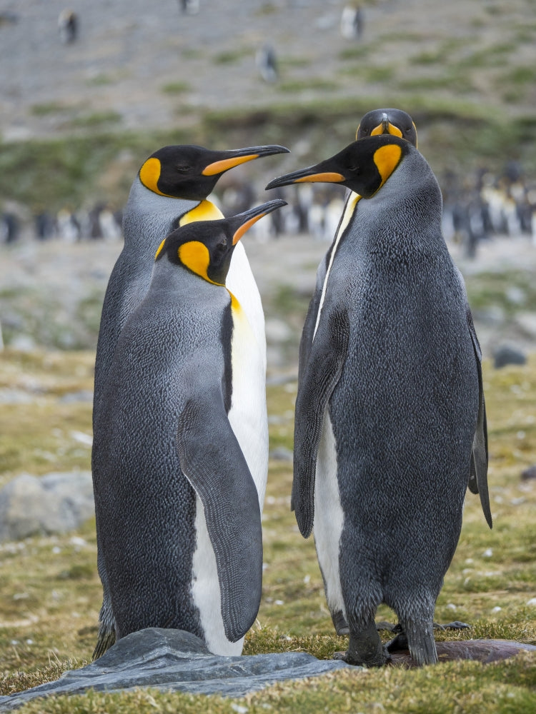 Courtship behavior of King Penguins in St. Andrews Bay poster print by Martin Zwick