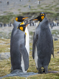 Courtship behavior of King Penguins in St. Andrews Bay poster print by Martin Zwick