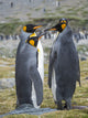 Courtship behavior of King Penguins in St. Andrews Bay poster print by Martin Zwick