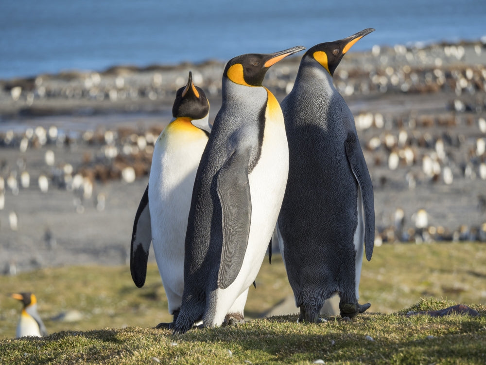 King Penguin Rookery Courtship Poster Print by Martin Zwick.