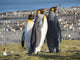 King Penguin Rookery Courtship Poster Print by Martin Zwick.