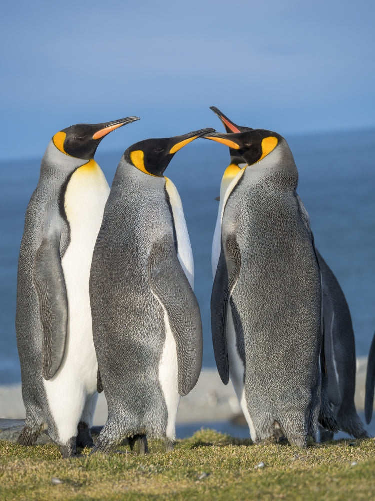 King Penguin rookery courtship behavior poster print by Martin Zwick