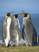 King Penguin rookery courtship behavior poster print by Martin Zwick