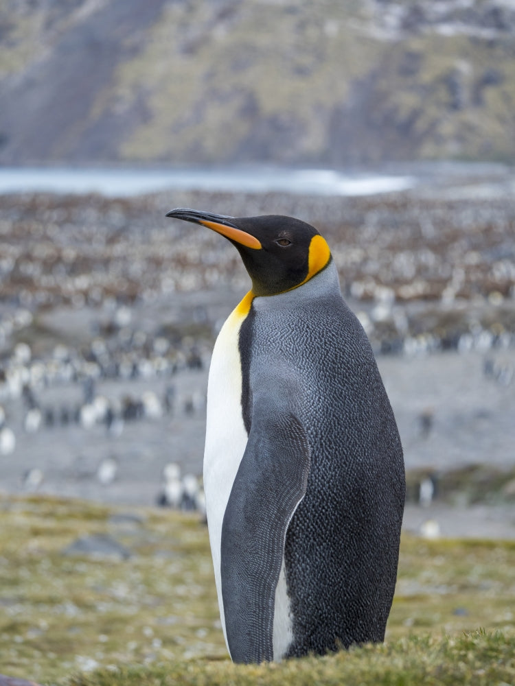 King Penguin Rookery in St. Andrews Bay, South Georgia Island Poster Print by Martin Zwick