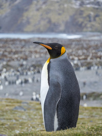 King Penguin Rookery in St. Andrews Bay, South Georgia Island Poster Print by Martin Zwick