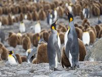 King Penguin Rookery Feeding Behavior Poster Print by Martin Zwick featuring penguins in St. Andrews Bay, South Georgia Island.