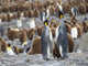 King Penguin Rookery Feeding Behavior Poster Print by Martin Zwick featuring penguins in St. Andrews Bay, South Georgia Island.