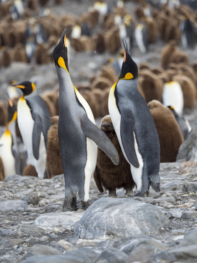 King Penguin Rookery Feeding Behavior Poster Print by Martin Zwick