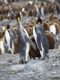 King Penguin Rookery Feeding Behavior Poster Print by Martin Zwick
