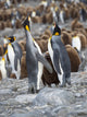 King Penguin Rookery Feeding Behavior Poster Print by Martin Zwick