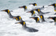 King Penguin Rookery on Salisbury Plain Poster Print by Martin Zwick