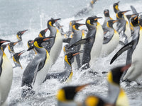 King Penguin rookery on Salisbury Plain poster print by Martin Zwick