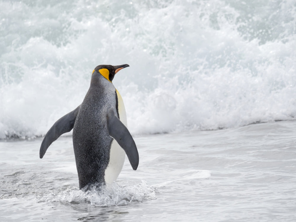 King Penguin Rookery on Salisbury Plain Poster Print by Martin Zwick