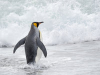 King Penguin Rookery on Salisbury Plain Poster Print by Martin Zwick