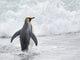 King Penguin Rookery on Salisbury Plain Poster Print by Martin Zwick