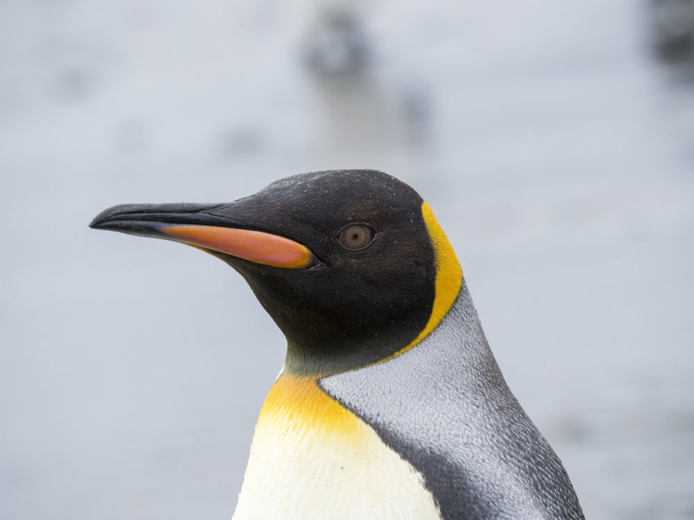 King Penguin Rookery Poster Print on Salisbury Plain, South Georgia Island by Martin Zwick