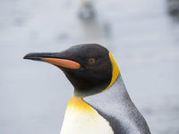 King Penguin Rookery Poster Print on Salisbury Plain, South Georgia Island by Martin Zwick
