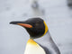 King Penguin Rookery Poster Print on Salisbury Plain, South Georgia Island by Martin Zwick