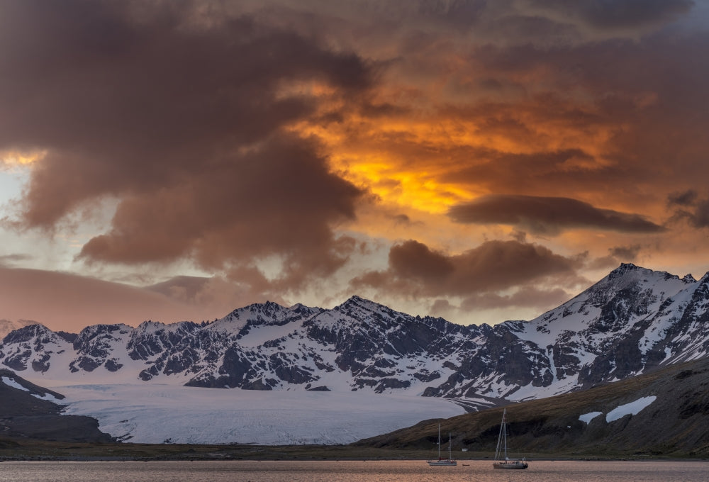 St. Andrews Bay sunset with King Penguins poster print by Martin Zwick