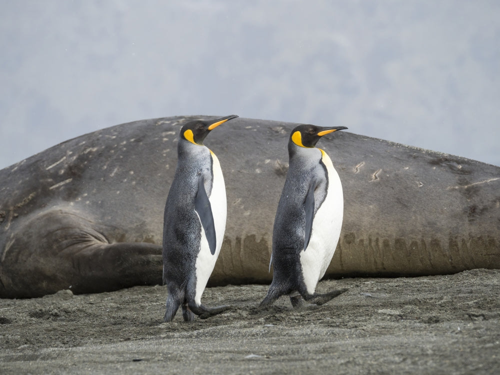 King Penguin poster print in St. Andrews Bay by Martin Zwick