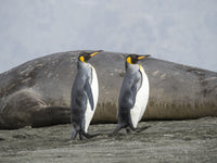 King Penguin poster print in St. Andrews Bay by Martin Zwick