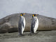 King Penguin poster print in St. Andrews Bay by Martin Zwick