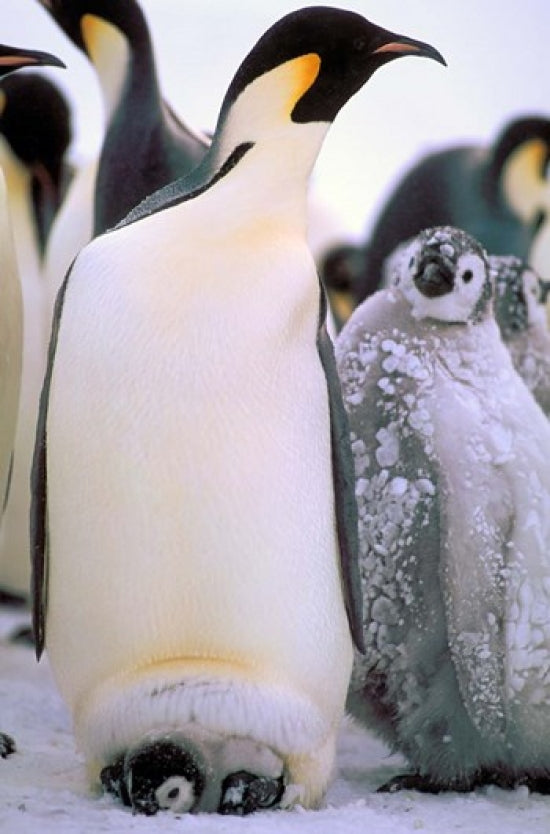 Emperor Penguins poster print by Pete Oxford showcasing Antarctic Peninsula wildlife.
