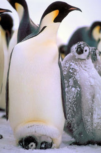 Emperor Penguins poster print by Pete Oxford showcasing Antarctic Peninsula wildlife.