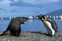South Georgia King Penguins and Fur Seal Poster Print by Paul Souders