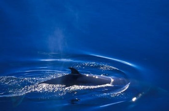 Antarctic Minke Whale Poster Print showcasing wildlife in Antarctica.