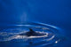Antarctic Minke Whale Poster Print showcasing wildlife in Antarctica.