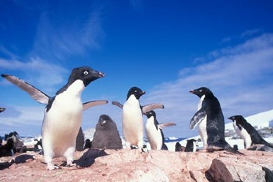 Adelie Penguin Rookery Fine Art Print by Paul Souders featuring a colony of penguins in Antarctica.
