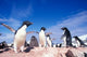 Adelie Penguin Rookery poster print by Paul Souders showcasing penguins on Petermann Island, Antarctica.